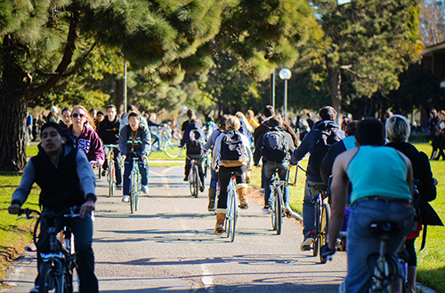 Image of UCSB bike path, busy with multiple bikers